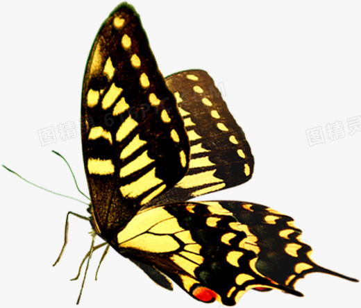 黄色斑点光效蝴蝶