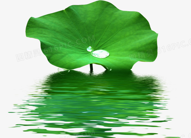 湖里绿色荷叶上的水滴