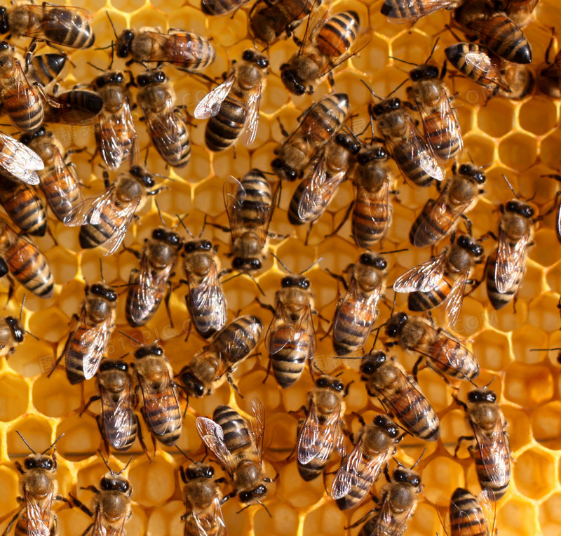 蜂窝上的蜜蜂摄影