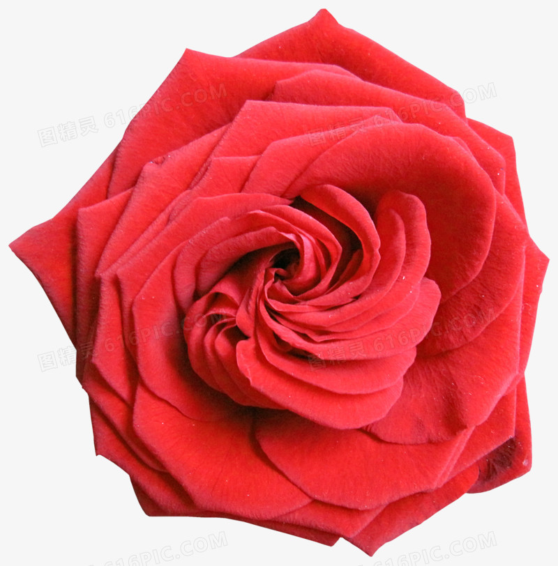 唯美鲜花边框素材 红色玫瑰花