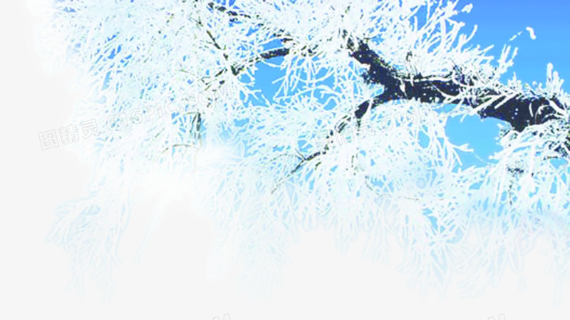 冬日雪球树木造型