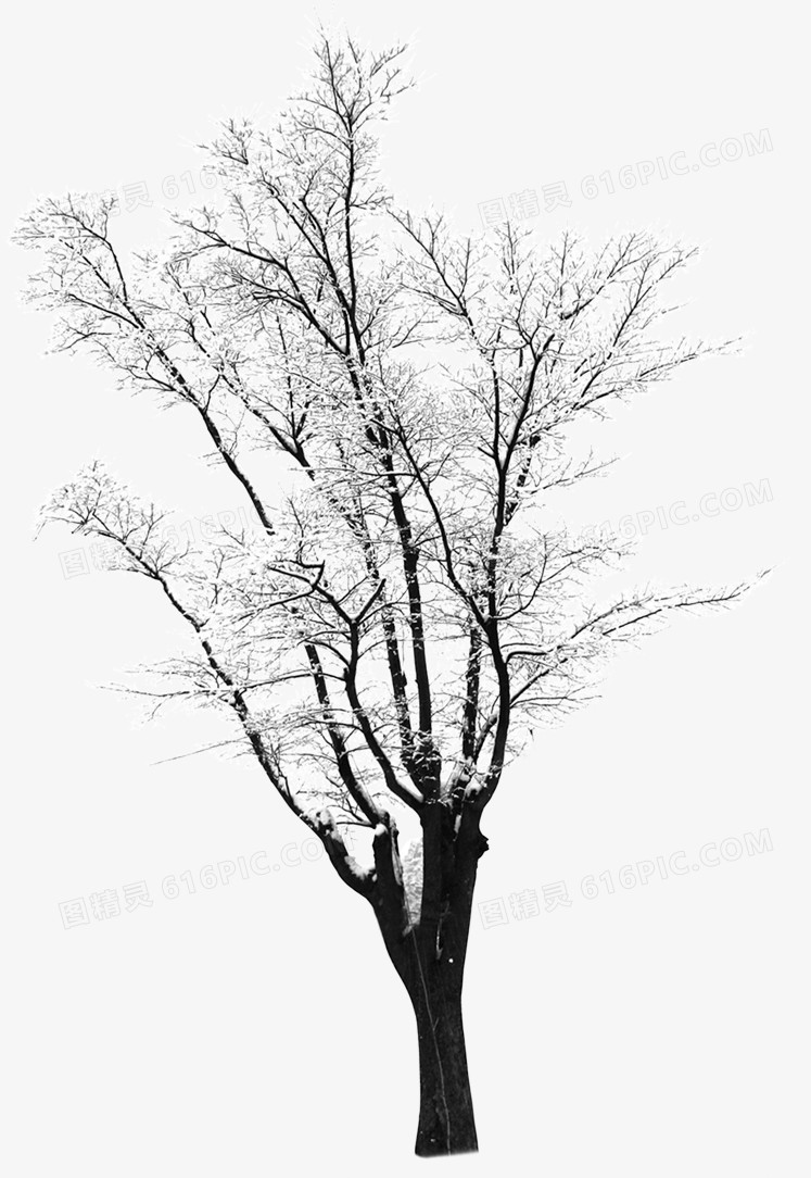 高清摄影创意白色的雪景树木