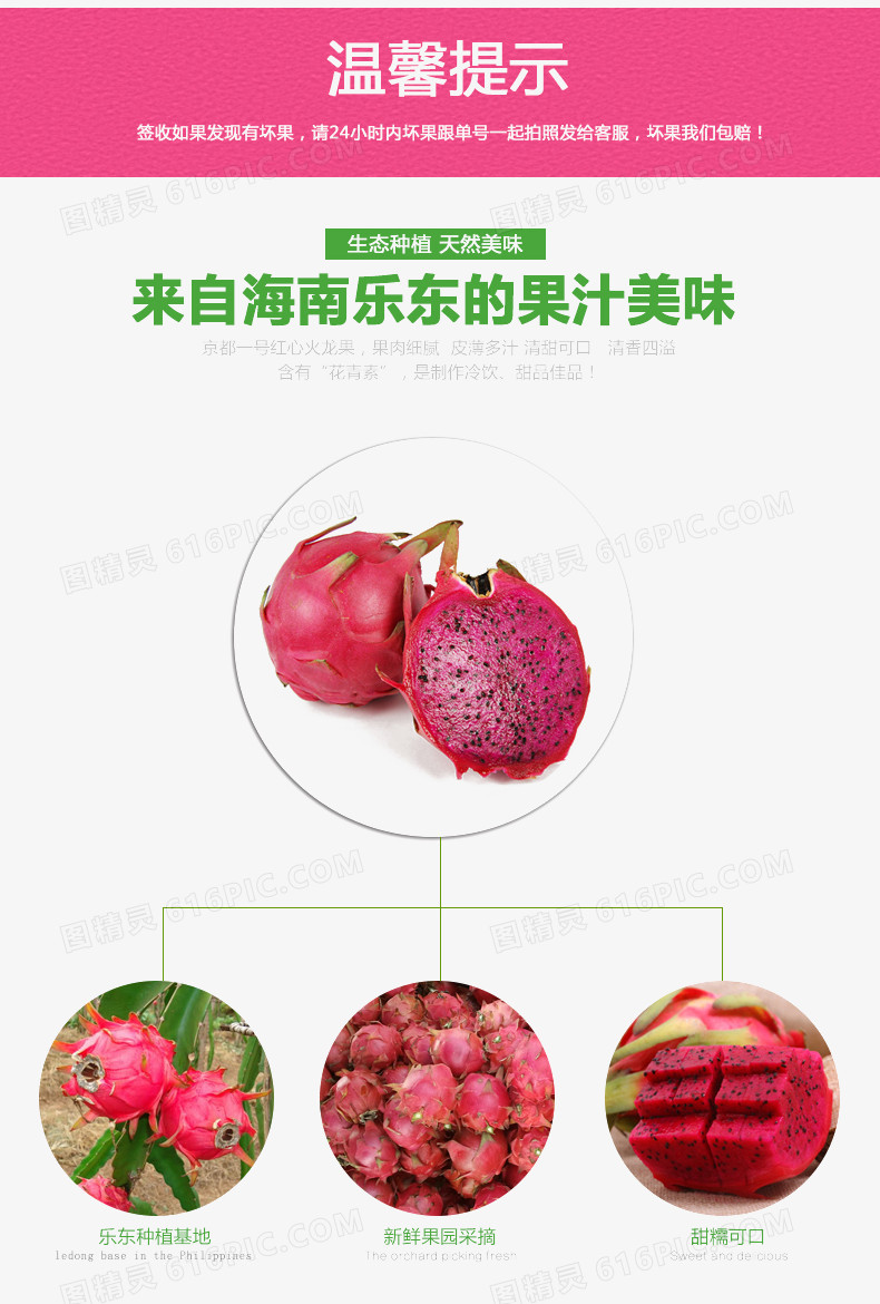 红宝龙火龙果品种介绍图片