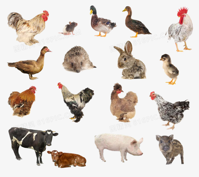常见25种家禽家畜图片