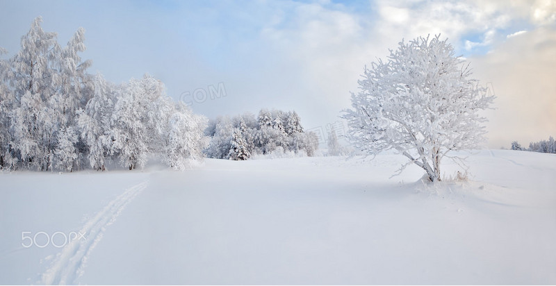 冬日洁白树木场景