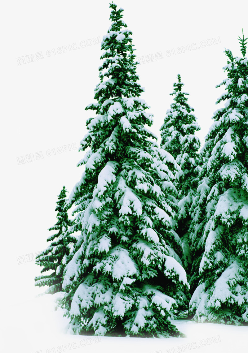 冬日雪后树木场景