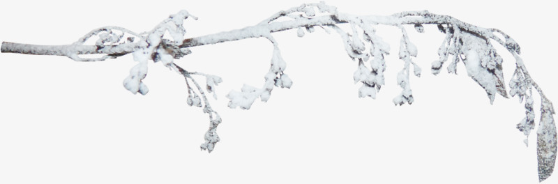 冬日冰雪覆盖树枝