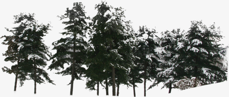冬日美景树林白雪