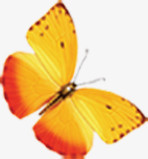 黄色飞舞的蝴蝶摄影效果