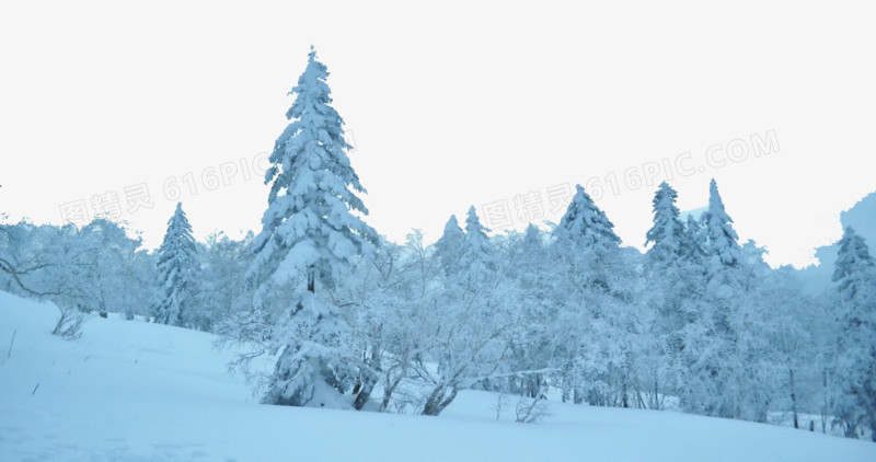 牡丹江树林雪景