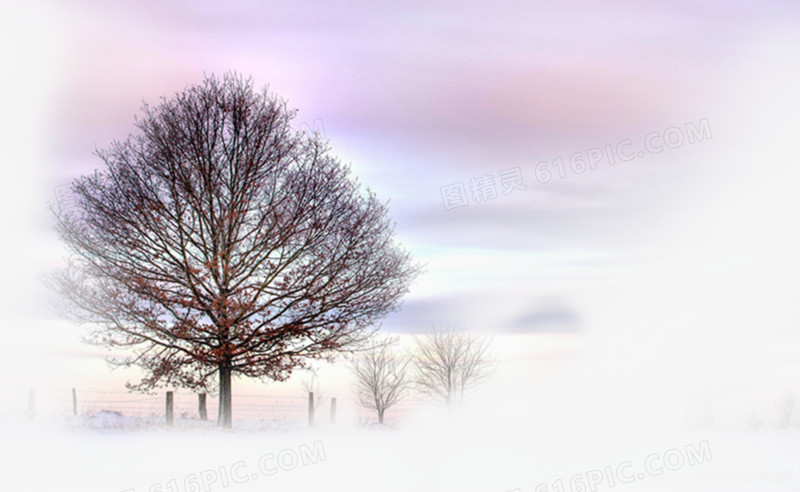 冬日纯洁美景大树