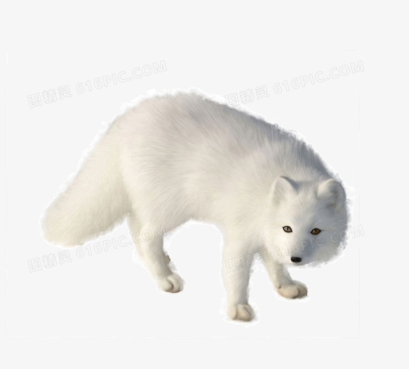 白色的狐狸