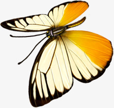 创意手绘飞舞的蝴蝶