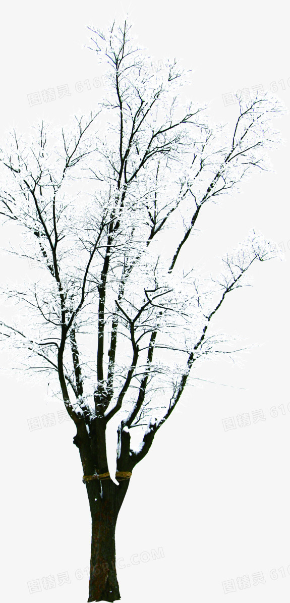 白色冬日世界树木