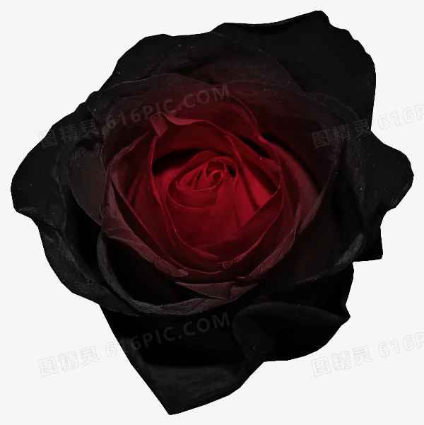 红色黑玫瑰