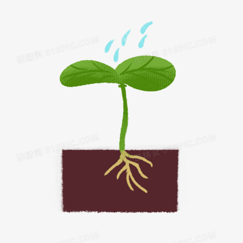 卡通手绘植物生长发芽过程素材