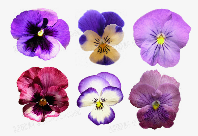 花卉图案鲜花海报背景 紫色梦幻花朵