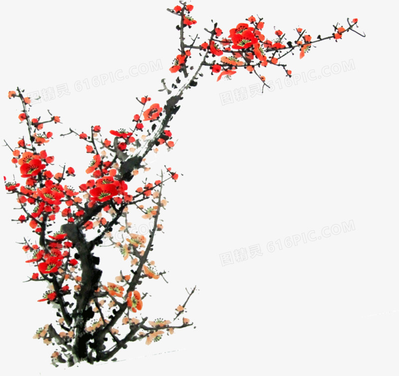 火红腊梅树