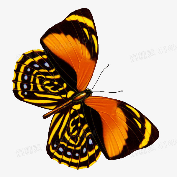 黑黄蝴蝶免抠PNG透明图片素材
