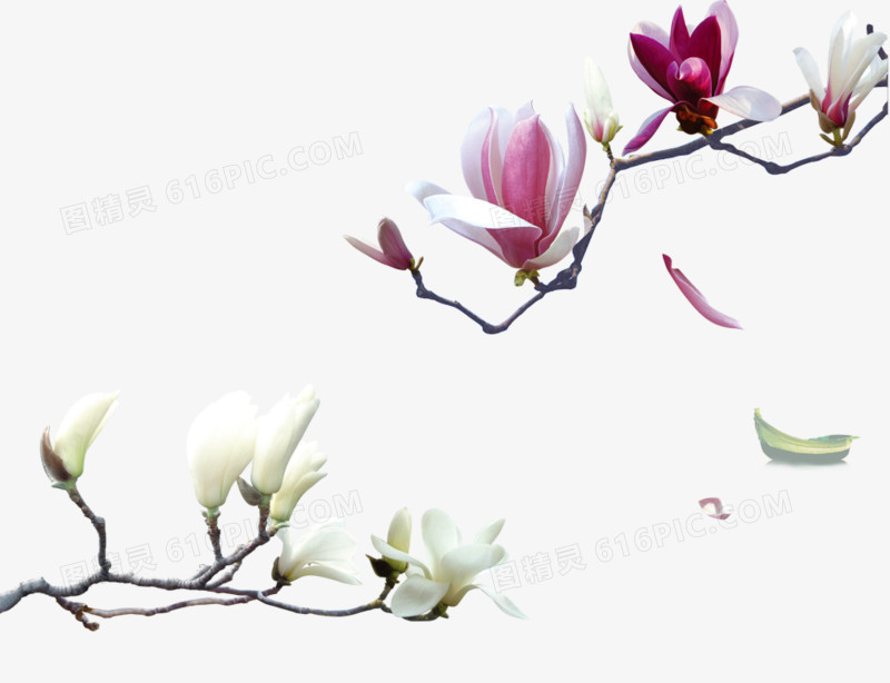 梨花