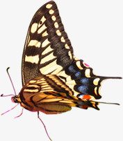 彩色彩蝶飞舞降落