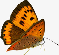 创意合成摄影飞舞的花蝴蝶