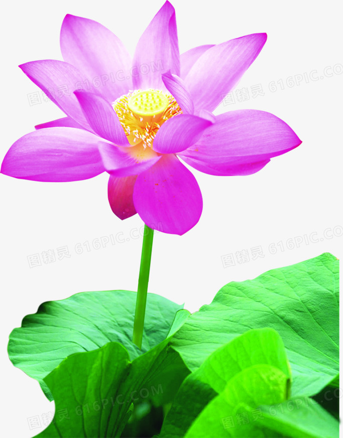 荷花端午佳节