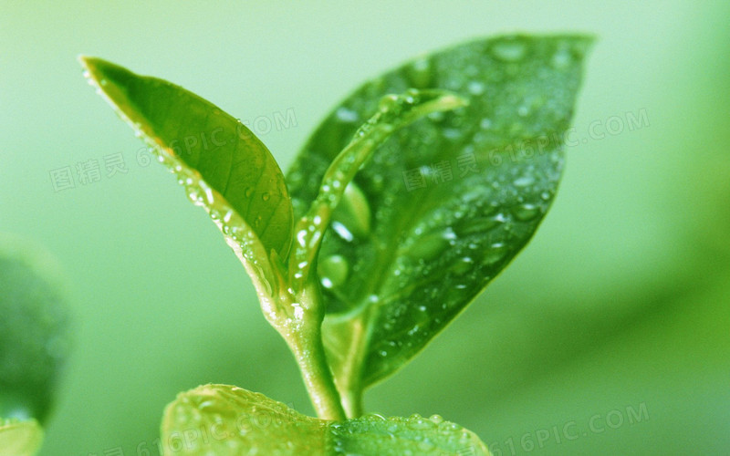 水滴嫩芽图片素材