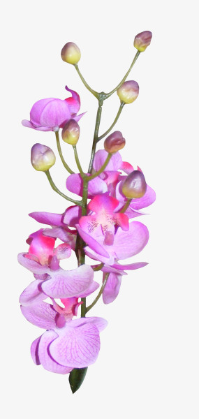 高清创意合成效果紫色的花卉植物