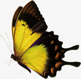 创意合成黄色的蝴蝶造型效果