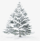 高清摄影合成圣诞树松树