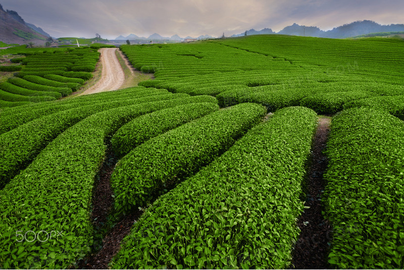 茶山茶田茶叶大自然