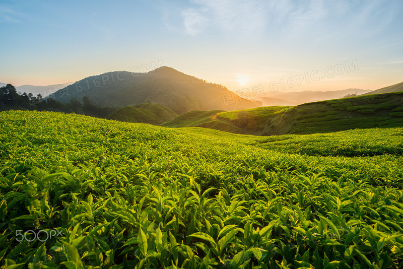 夕阳下的绿茶树山峰