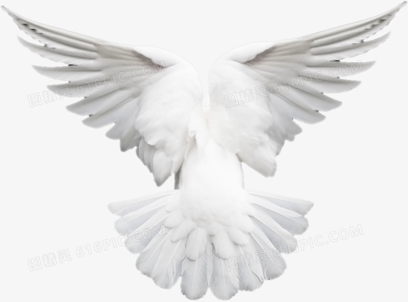 白鸽羽毛洁白翅膀