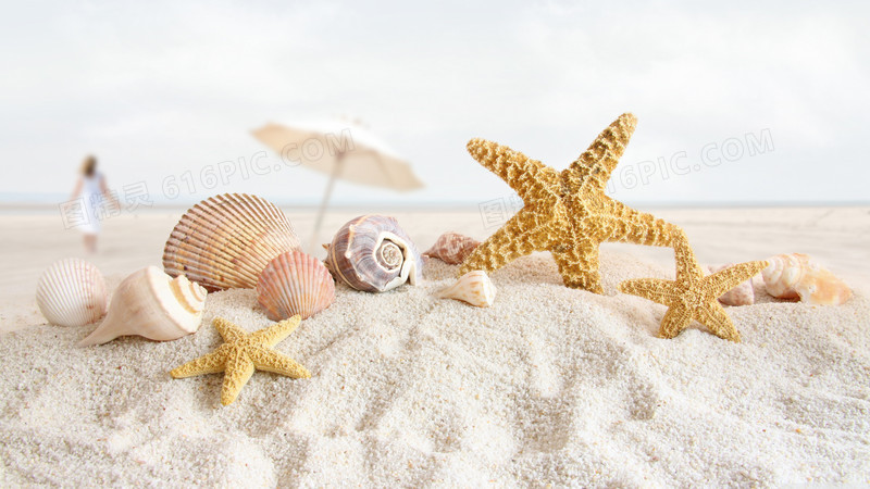 阳光沙滩贝壳海星