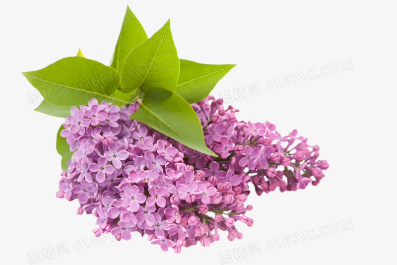 绿叶紫色小花图片