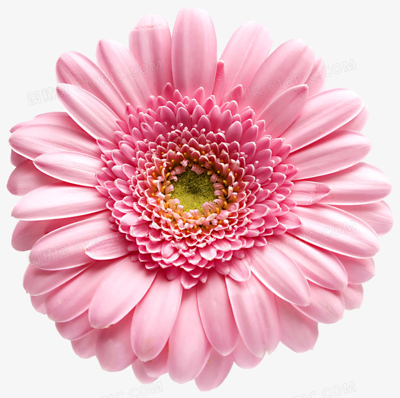 花卉