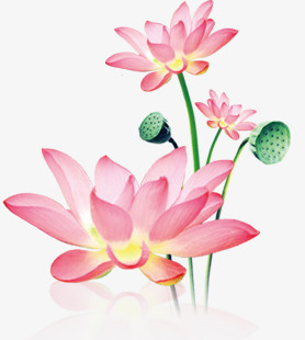 粉色梦幻莲花装饰植物