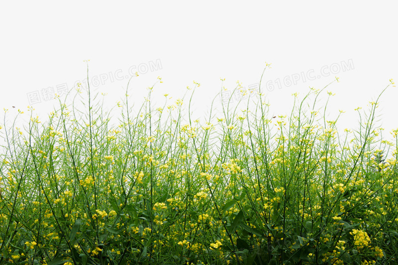 油菜花背景