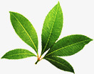 绿色新鲜植物树叶茶叶