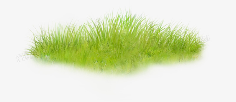 一片绿草地
