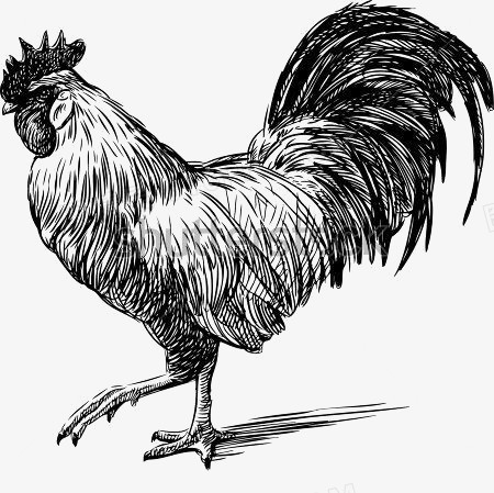 鸡的素描画法图片