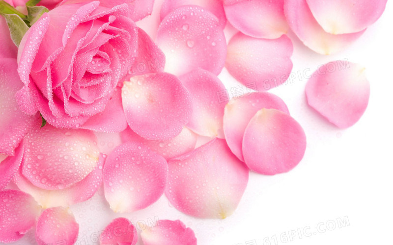 水滴粉色玫瑰玫瑰花瓣