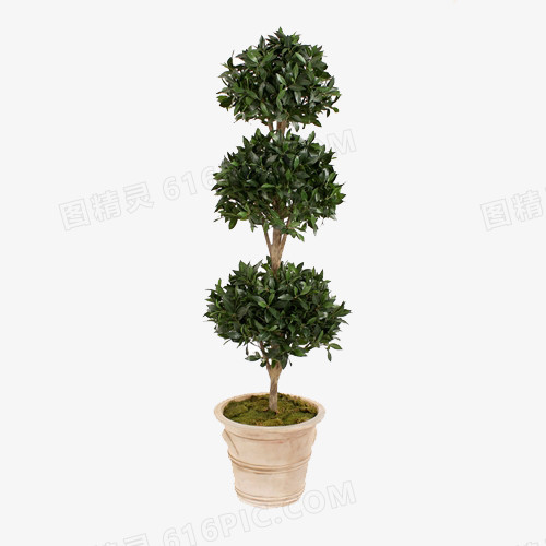 绿色树类植物盆栽常青树