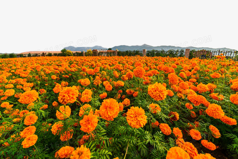 万寿菊花海