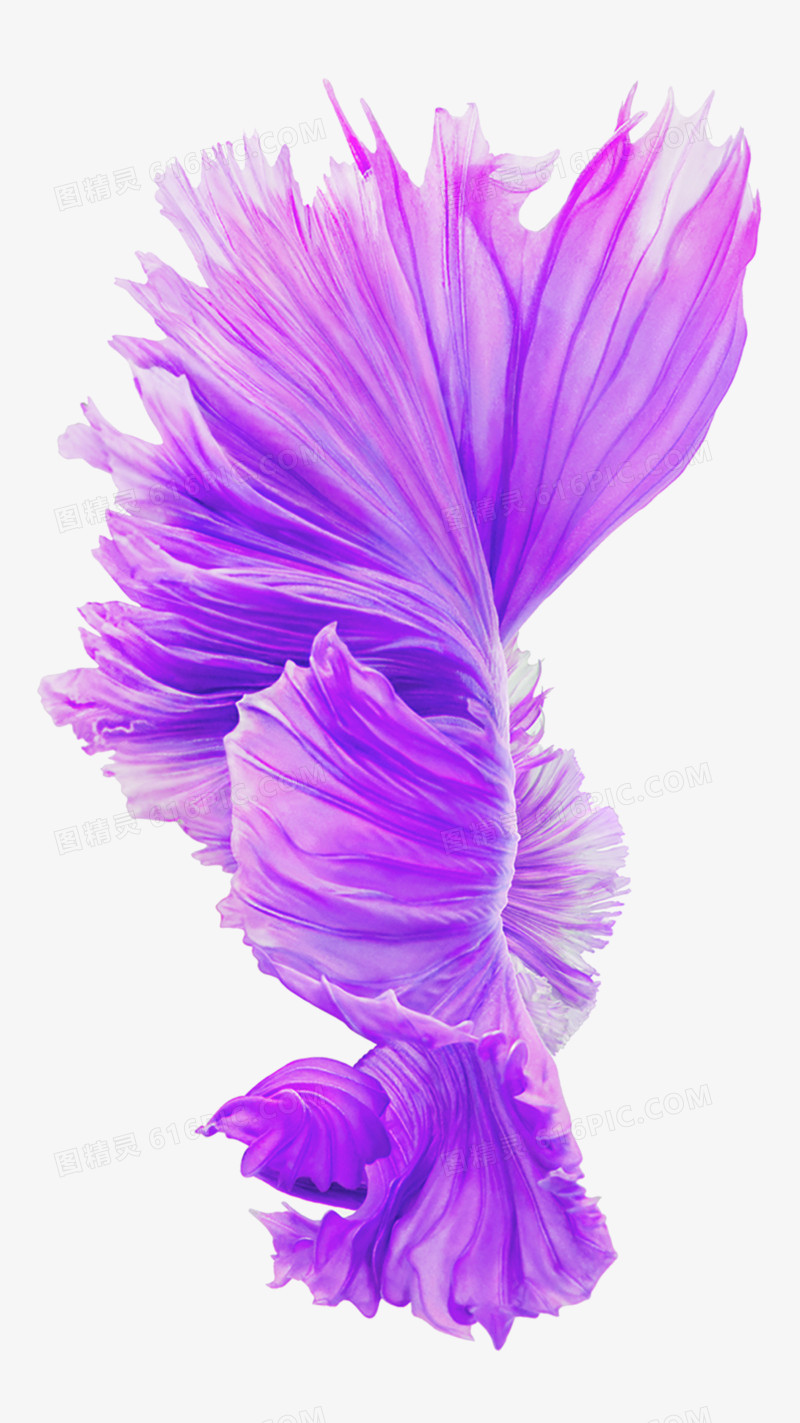 紫色绽放花朵