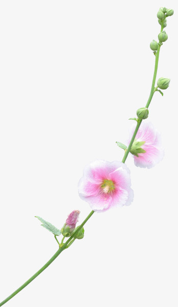 鲜花绿叶png