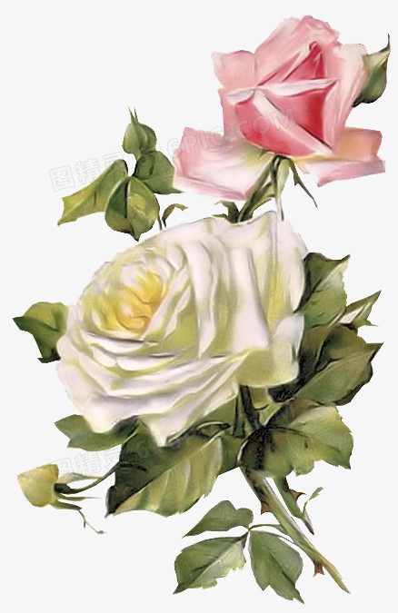 鲜花背景素材创意花卉图片  玫瑰 