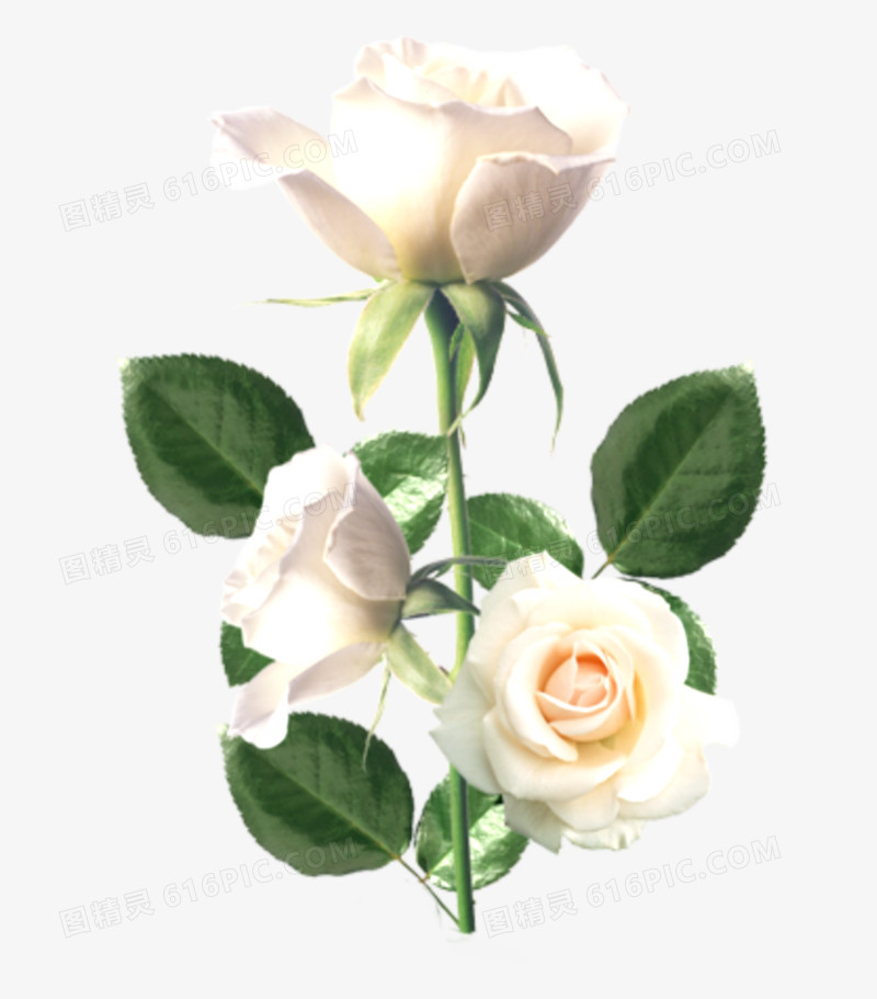 鲜花背景素材花朵素材  精美白玫瑰