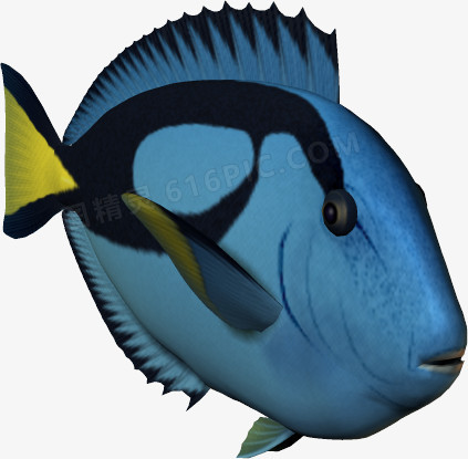 海底世界3d 罗非鱼